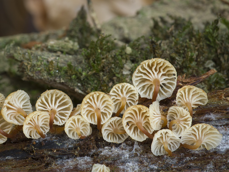 Xeromphalina campanella